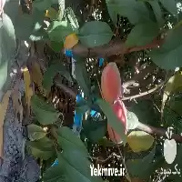 پیش فروش نهال لیبل آبی در قزوین در گروه خرید و فروش نهال در یکمیوه
