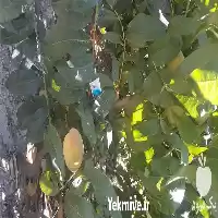 قیمت خرید انواع نهال میوه در مشهد در گروه خرید و فروش نهال میوه در یکمیوه