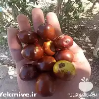 فروش ویژه عناب تازه در گروه خرید و فروش گیاهان دارویی در یکمیوه