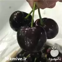 خرید نهال گیلاس تکدانه هارت در تهران در گروه خرید و فروش نهال میوه در یکمیوه