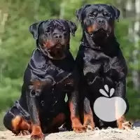 مرکز پرورش فروش سگ روتوایلر اصیل در تهران در گروه سگ و گربه در یکمیوه