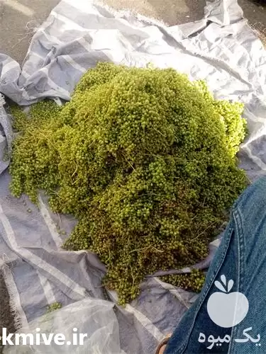 قیمت خرید فوروش فوری غوره عسگری در اصفهان در گروه خرید و فروش انگور در یکمیوه -عکس1