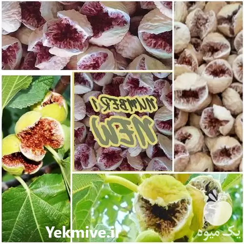 فروش عرضه عمده خرده انجیر در شیراز در گروه خرید و فروش انجیر در یکمیوه -عکس1