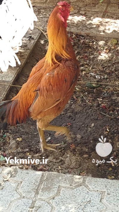 خروس لاری پاکستانی در گروه مرغ و خروس و بوقلمون و اردک قو قاز در یکمیوه -عکس1