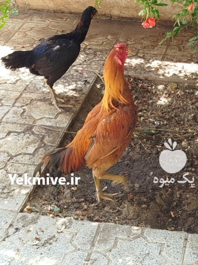 خروس لاری پاکستانی در گروه مرغ و خروس و بوقلمون و اردک قو قاز در یکمیوه -عکس2