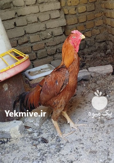 خروس لاری پاکستانی در گروه مرغ و خروس و بوقلمون و اردک قو قاز در یکمیوه -عکس3