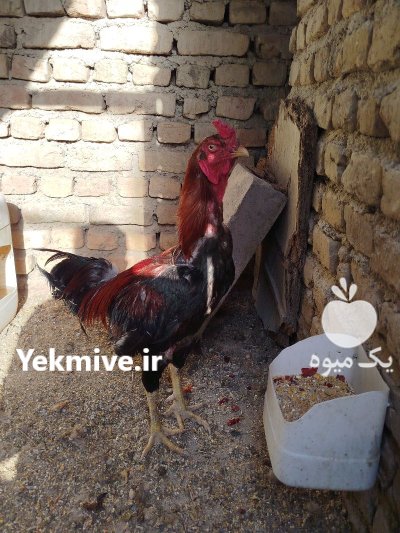 خروس لاری 14 ماهه دوسر افغان در نظرآباد در گروه مرغ و خروس و بوقلمون و اردک قو قاز در یکمیوه -عکس1