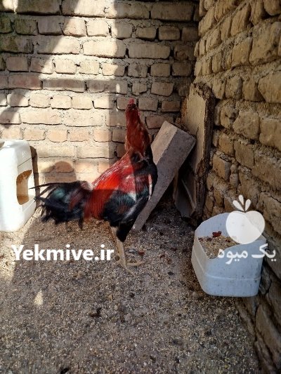 خروس لاری 14 ماهه دوسر افغان در نظرآباد در گروه مرغ و خروس و بوقلمون و اردک قو قاز در یکمیوه -عکس2