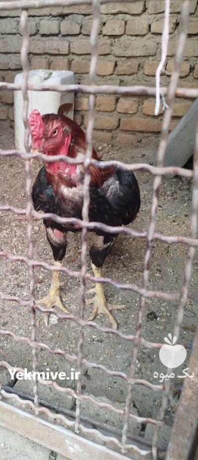 خروس لاری 14 ماهه دوسر افغان در نظرآباد در گروه مرغ و خروس و بوقلمون و اردک قو قاز در یکمیوه -عکس3