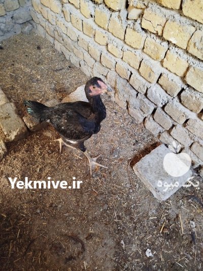 جوجه خروس لاری 7 ماهه افغان در نظرآباد در گروه مرغ و خروس و بوقلمون و اردک قو قاز در یکمیوه -عکس2