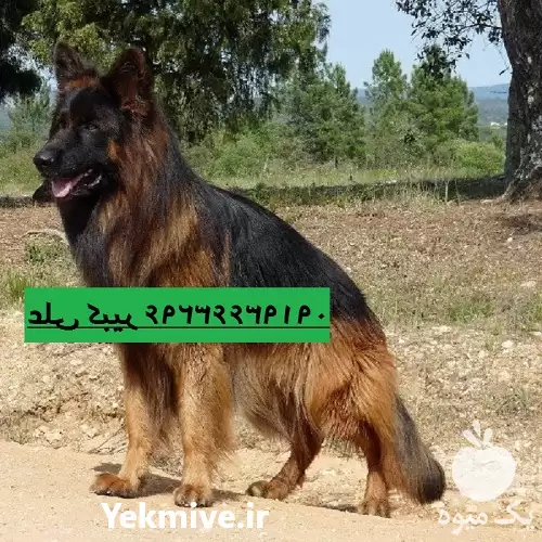 سگ زرمن شپرد وارداتی خرید سگ در گروه سگ و گربه در یکمیوه -عکس1