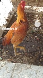 خروس لاری پاکستانی