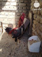خروس لاری 14 ماهه دوسر افغان در نظرآباد