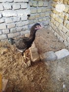 جوجه خروس لاری 7 ماهه افغان در نظرآباد
