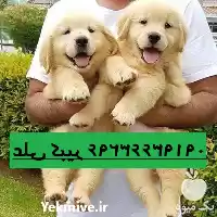 سگ گلدن رتریور اصیل خرید سگ در ساری در گروه سگ و گربه در یکمیوه
