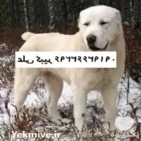 خرید سگ آلابای روس فروش سگ در قزوین در گروه سگ و گربه در یکمیوه