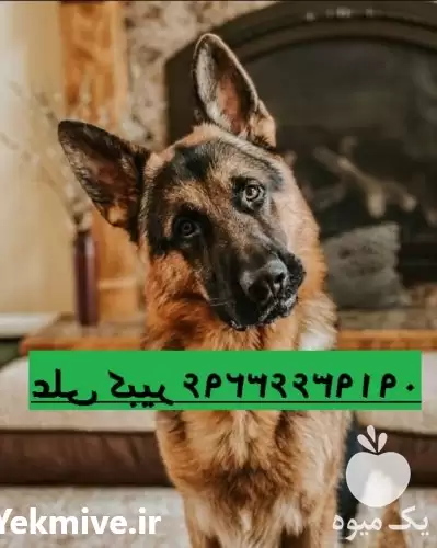 خرید سگ ژرمن و رک شجره دار در سمنان در گروه سگ و گربه در یکمیوه -عکس1