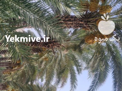 خرمای زاهدی درجه لوکس قیروکارزین در ایلام در گروه خرید و فروش خرما در یکمیوه -عکس3