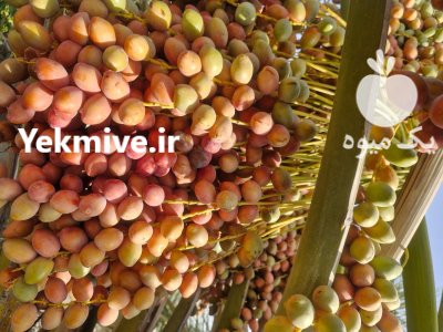 خرمای زاهدی درجه لوکس قیروکارزین در ایلام در گروه خرید و فروش خرما در یکمیوه -عکس4