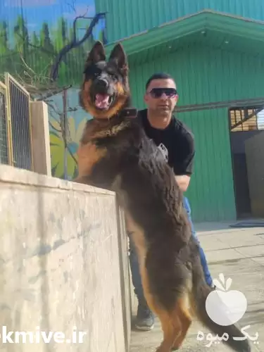 بهترین فروش سگ در ایران کرج در قزوین در گروه سگ و گربه در یکمیوه -عکس1