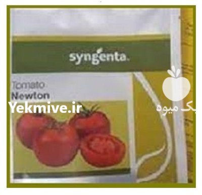 فروش بذر گوجه فرنگی گلخانه ای در آستارا در گروه خرید و فروش بذر گوجه در یکمیوه -عکس1
