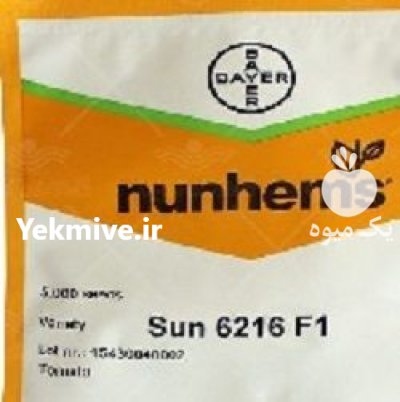 فروش بذر گوجه 6216 سانسید در بندرگز در گروه خرید و فروش بذر گوجه در یکمیوه -عکس1