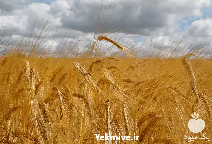 جو مرغی فروش عمده جو در خرم آباد در گروه خرید و فروش گندم و جو در یکمیوه -عکس1