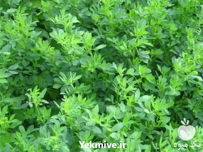 قیمت خرید یونجه پر برگ ساقه در تهران در گروه خوراک دام و طیور در یکمیوه -عکس1