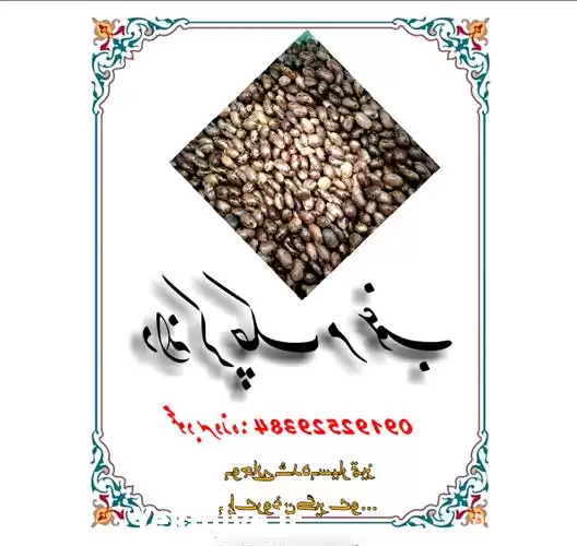 قیمت خرید دانه کرچک در تهران در گروه خرید و فروش انواع روغن در یکمیوه -عکس1