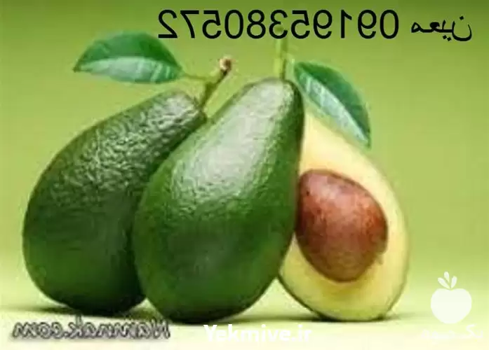 قیمت خرید خواص روغن آووکادو در تهران در گروه خرید و فروش انواع روغن در یکمیوه -عکس1