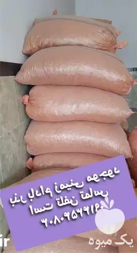 خرید فروش محصولات کشاورزی بذر ذرت در گروه خرید و فروش محصولات کشاورزی در یکمیوه -عکس1