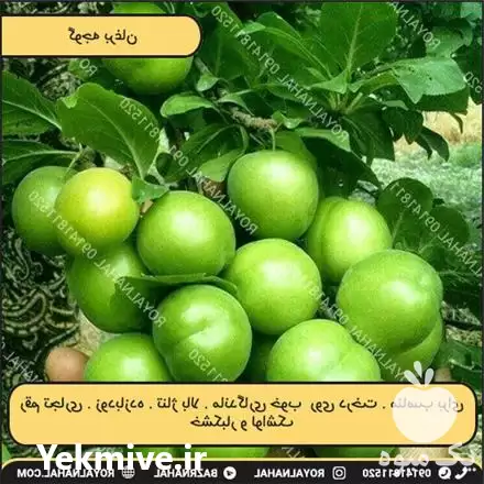 فروش خرید نهال گوجه برغان در تهران در گروه خرید و فروش نشا در یکمیوه -عکس1