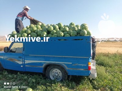 فروش هندوانه در رزن  در گروه خرید و فروش هندوانه در یکمیوه -عکس1