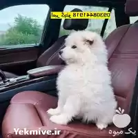 خرید فروش توله سگ سامویید شناسنامه در مهر در گروه سگ و گربه در یکمیوه