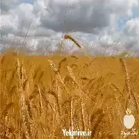 جو مرغی فروش عمده جو در خرم آباد در گروه خرید و فروش گندم و جو در یکمیوه