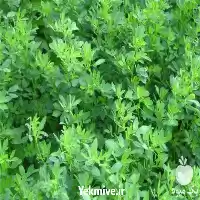 قیمت خرید یونجه پر برگ ساقه در تهران در گروه خوراک دام و طیور در یکمیوه