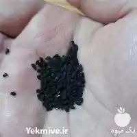 فروش سیاهدانه در گرگان در گروه خرید و فروش گیاهان دارویی در یکمیوه