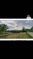 فروش یک قطعه کشاورزی در خرم آباد در گروه فروش ملک و زمین در یکمیوه