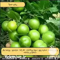 فروش خرید نهال گوجه برغان در تهران در گروه خرید و فروش نشا در یکمیوه