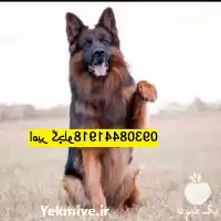 خرید فروش سگ ژرمن شپرد اصیل در مهر در گروه سگ و گربه در یکمیوه