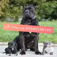 خرید فروش سگ کنکورسو جفتیابی کنکورسو در تهران در گروه سگ و گربه در یکمیوه