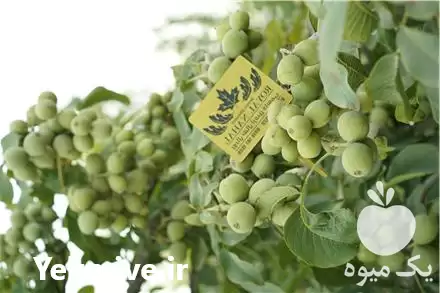 خرید نهال گردوی مقاوم به سرما در تهران در گروه خرید و فروش نهال گردو در یکمیوه -عکس1
