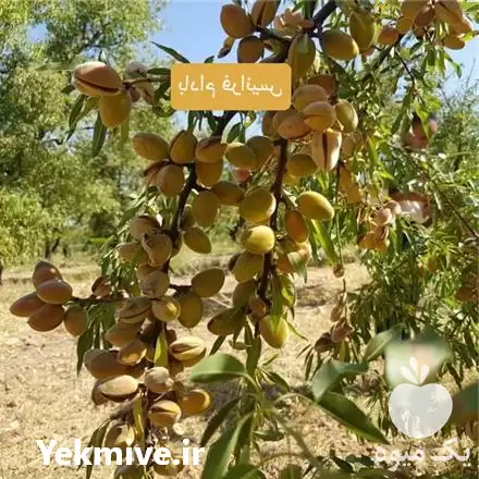 فروش خرید نهال بادام فرانیس کلون در تهران در گروه خرید و فروش نهال بادام در یکمیوه -عکس1