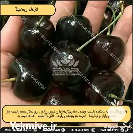 خرید نهال گیلاس دلارکا در تهران در گروه خرید و فروش نهال میوه در یکمیوه -عکس1