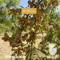 فروش خرید نهال بادام فرانیس کلون در تهران در گروه خرید و فروش نهال بادام در یکمیوه