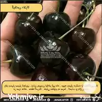 خرید نهال گیلاس دلارکا در تهران در گروه خرید و فروش نهال میوه در یکمیوه