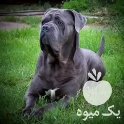 کنکورسو فروش سگ نگهبان کینکورسو در ماهدشت در گروه سگ و گربه در یکمیوه -عکس1