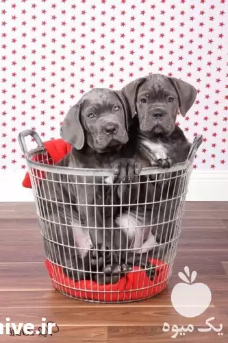 قیمت خرید سگ درشت برای نگهبانی در ماهدشت در گروه سگ و گربه در یکمیوه -عکس1