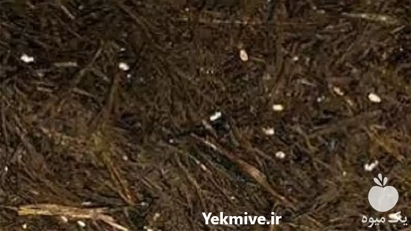فروش کمپوست آماده قارچ دکمه ای در تهران در گروه خرید و فروش قارچ در یکمیوه -عکس1
