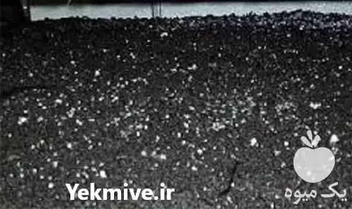 فروش قیمت کمپوست قارچ دکمه ای در تهران در گروه خرید و فروش قارچ در یکمیوه -عکس1